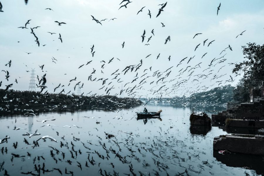 crows of birds flying over a river