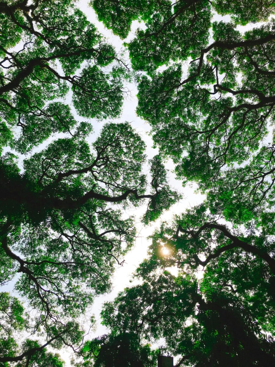 top of trees seen from behind (reversed canopy)