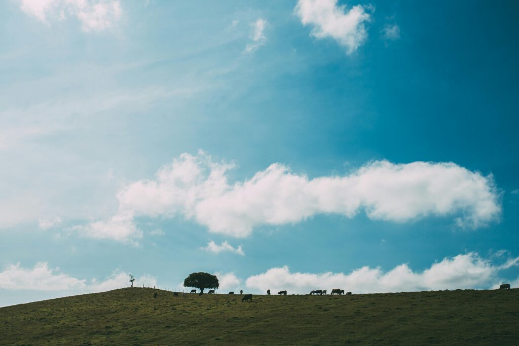 landscape with a large line of horizon, with a large tree and cattle viewed from quite a distance. A large blue sky with clouds overlooks the scene. 