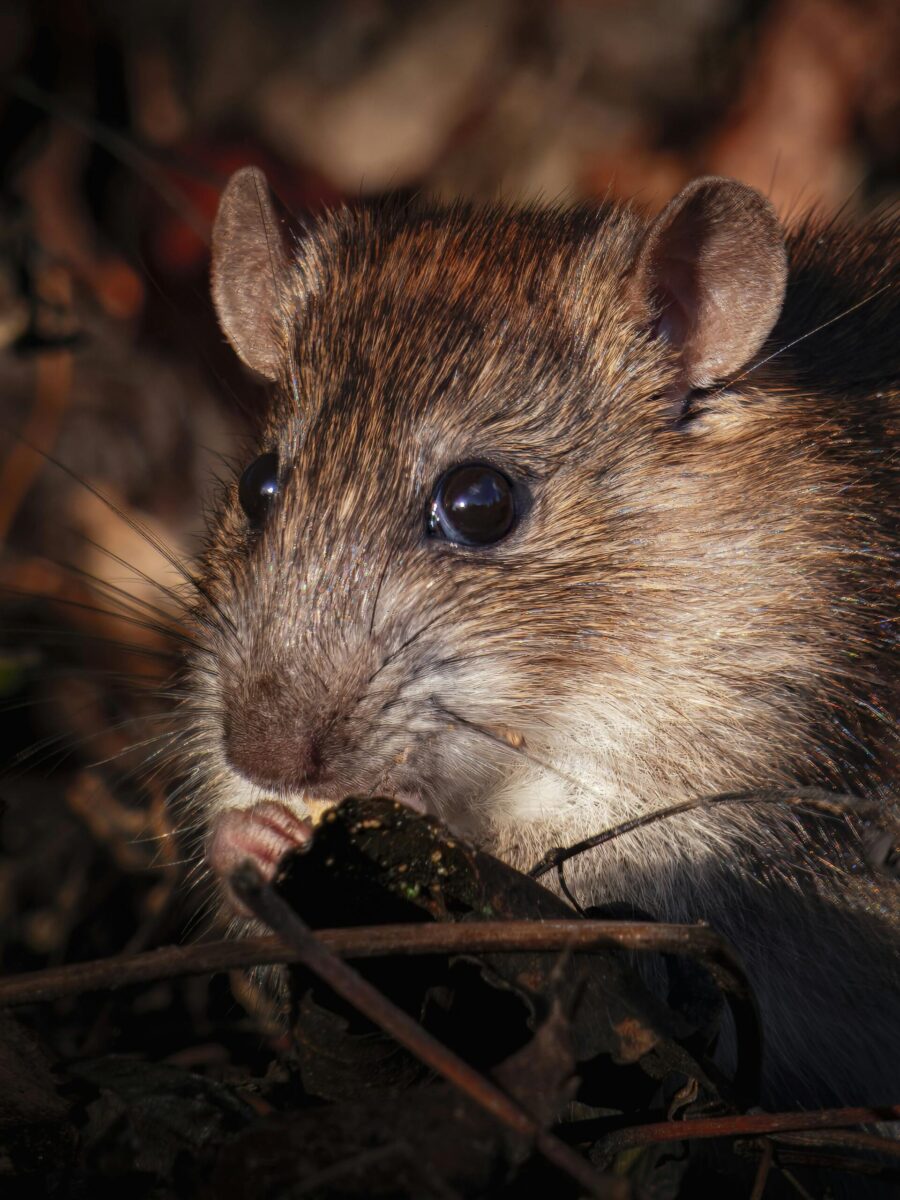 RatSwim aims to verify whether wastewater can serve as a surveillance tool for zoonotic pathogens circulating in raattus norvegicus, since the systematic capture of rodents is logistically impossible on the scale of genuine surveillance.