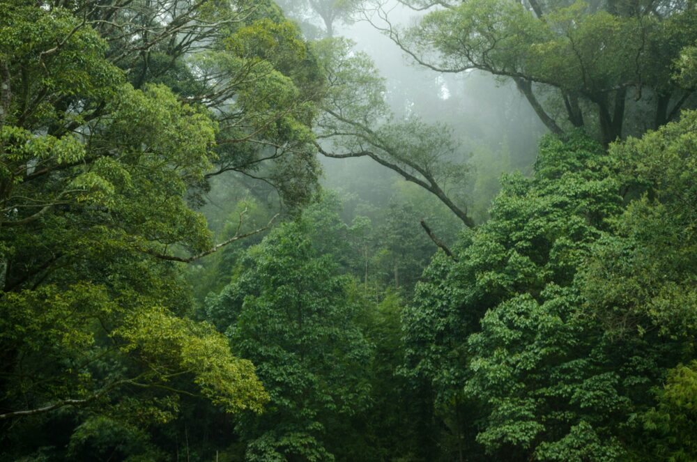 focus on trees with fog in the background