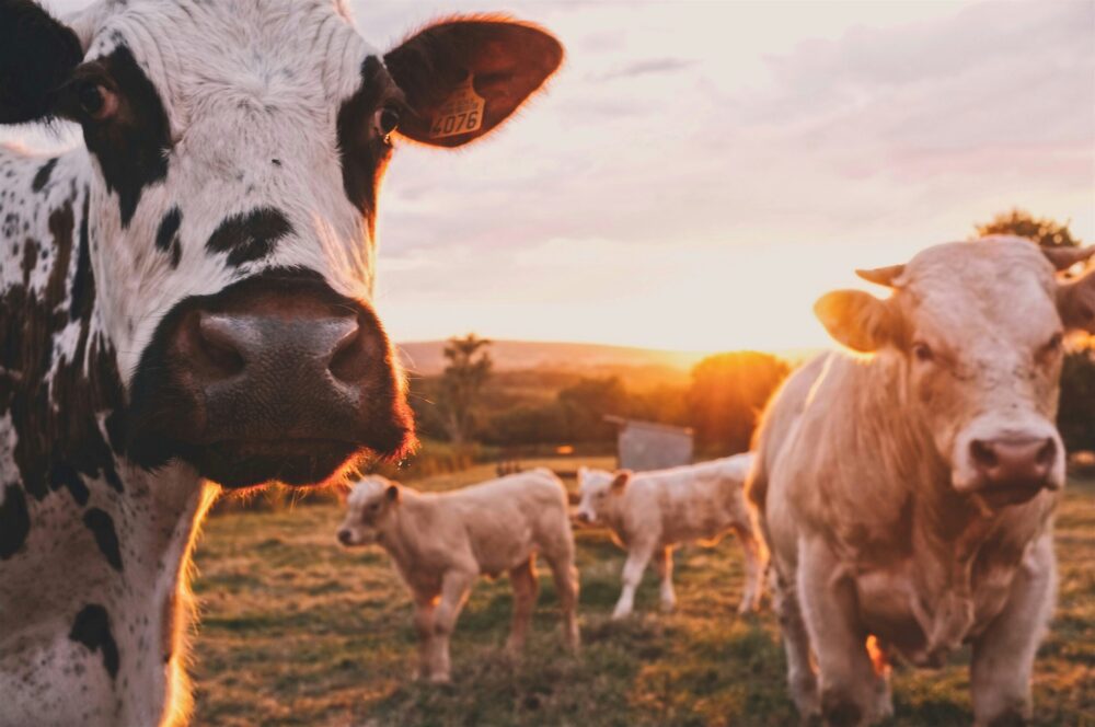2 Cows and 2 veals (black and white spots on the cows) in a sunset in an unidentified landscape (Europe probably)